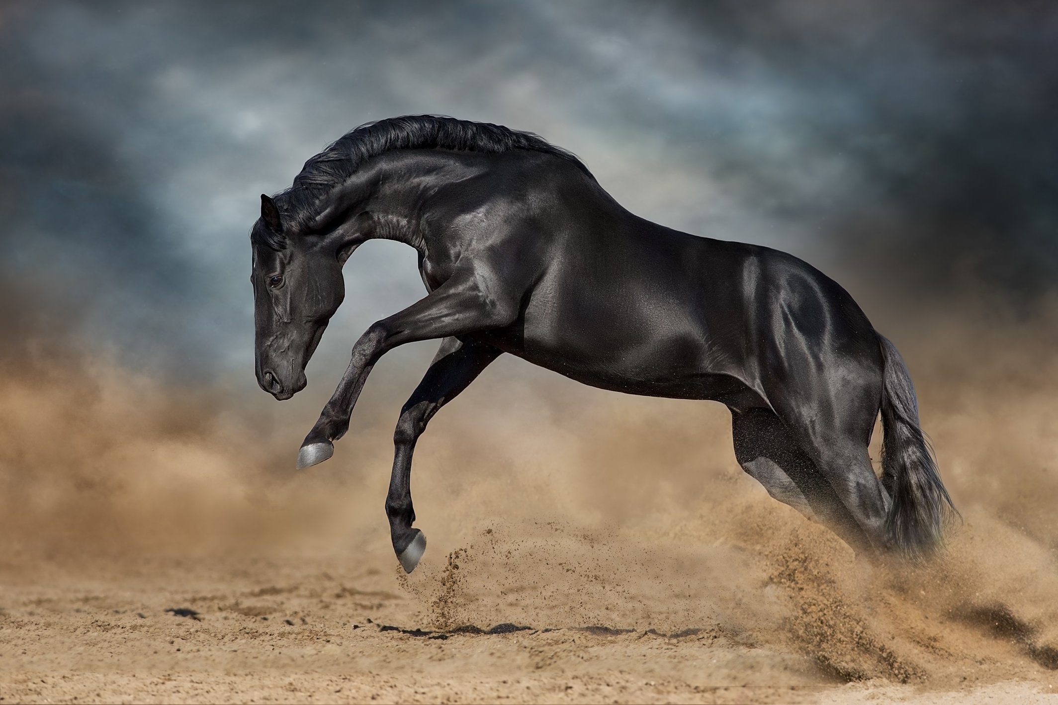 Black Horse Galloping on Sand